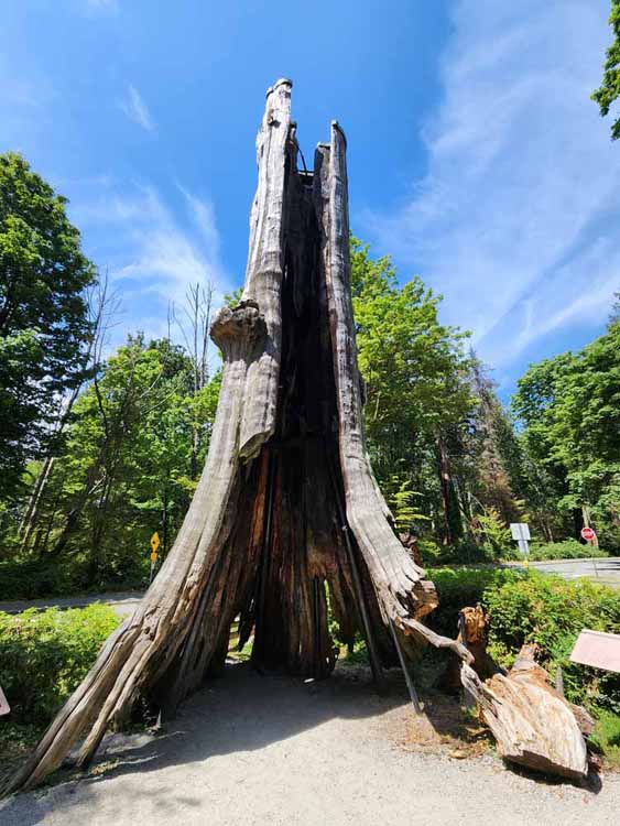 hollow tree